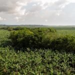 La sostenibilidad: una prioridad para los productores bananeros en Colombia